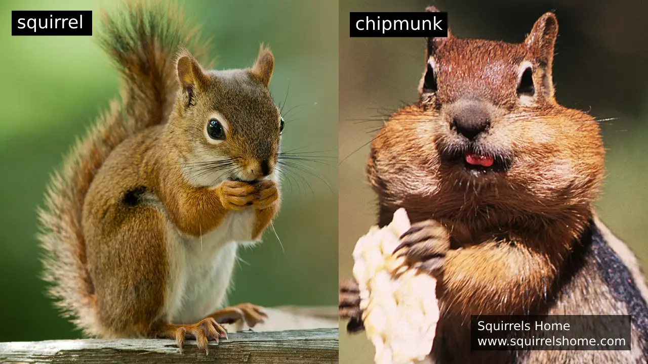 How do squirrel habitats differ from chipmunk habitats?