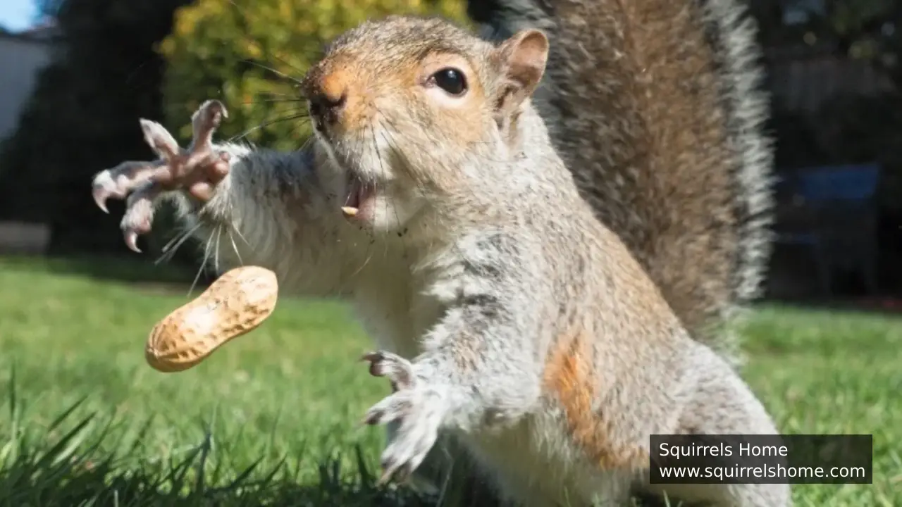 Do All Squirrels Have the Same Number of Toes?
