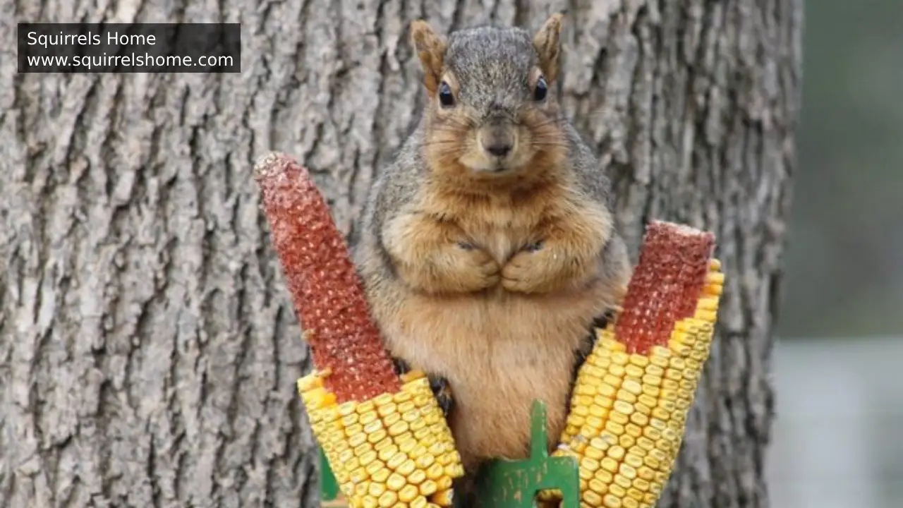 Do Squirrels Prefer Nuts Over Fruits and Vegetables?