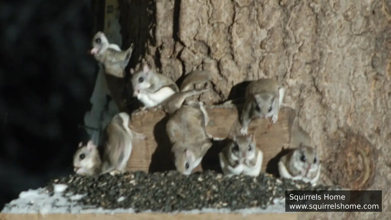 What Is the Social Structure of Flying Squirrel Groups?