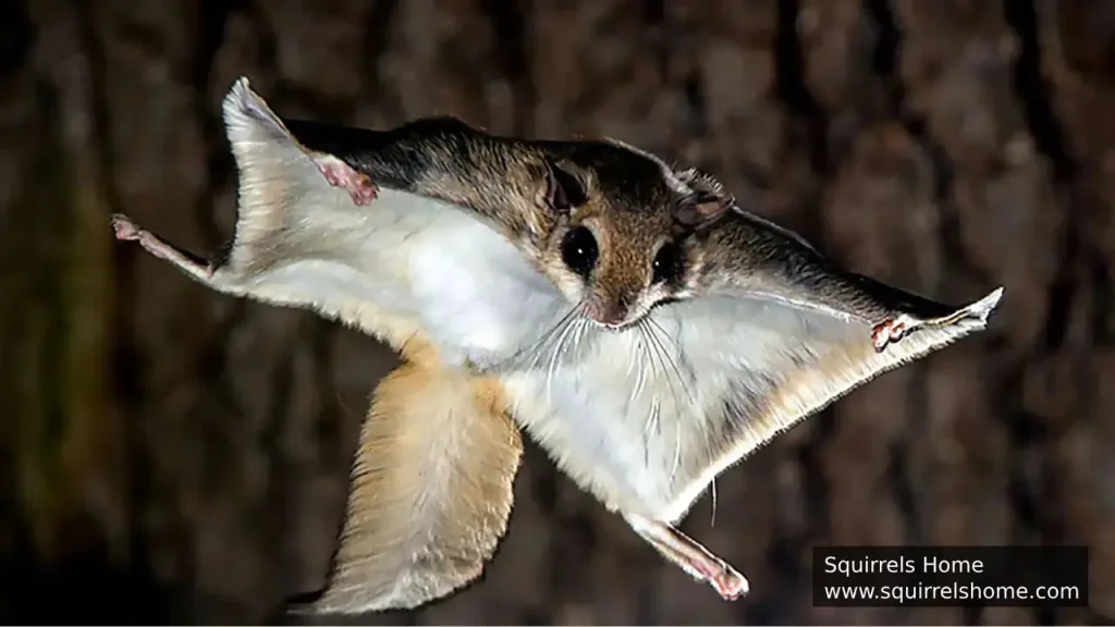 Flying Squirrels