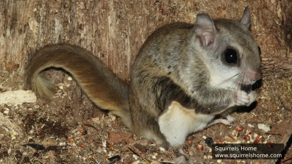 Flying Squirrels Adapted Ears for Better Hearing