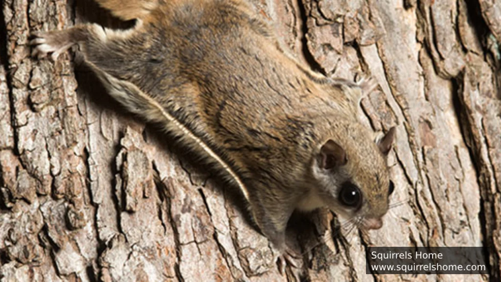 Flying Squirrels Sharp Claws for Climbing