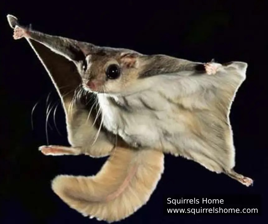 Fur That Provides Insulation