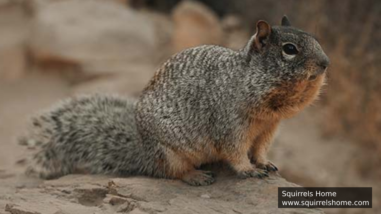 How Big Can Squirrels Grow?