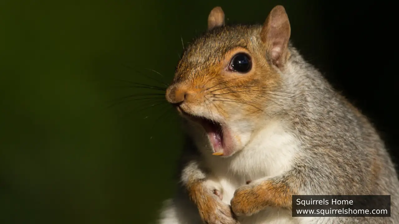 How Do Squirrels Keep Their Physical Features Adapted to Their Environment?