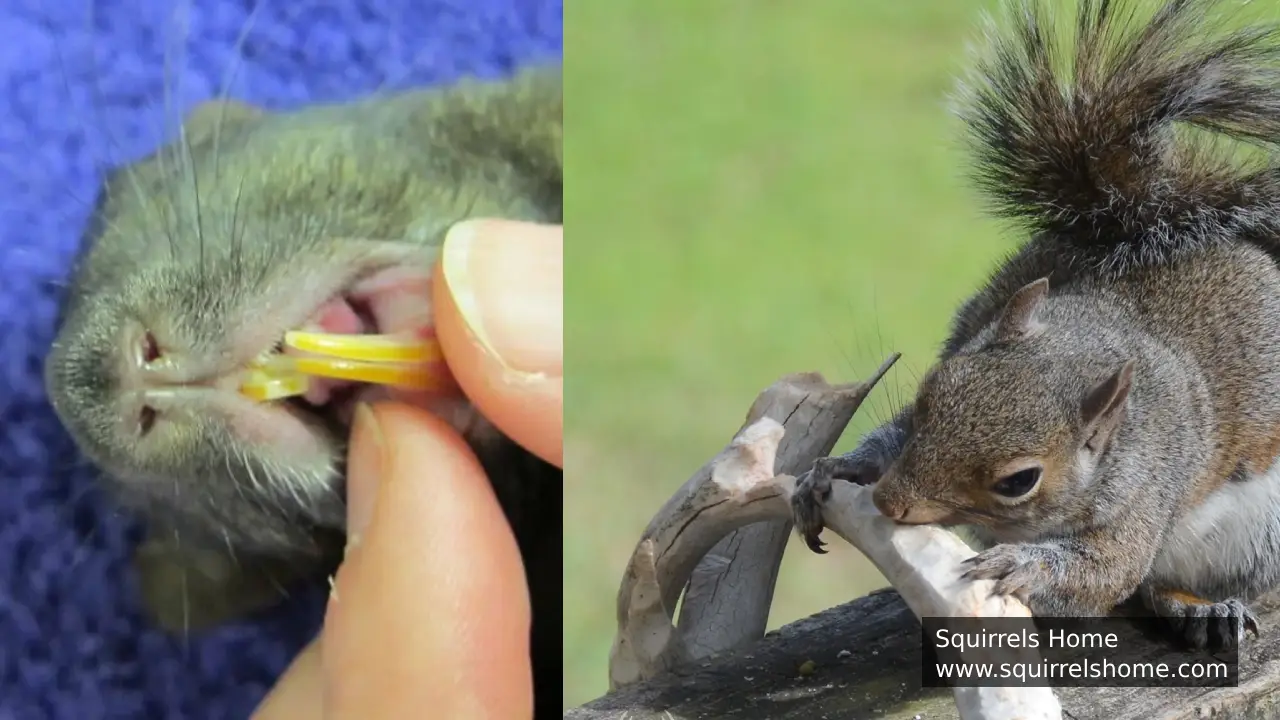 How Do Squirrels Maintain Their Sharp Teeth?