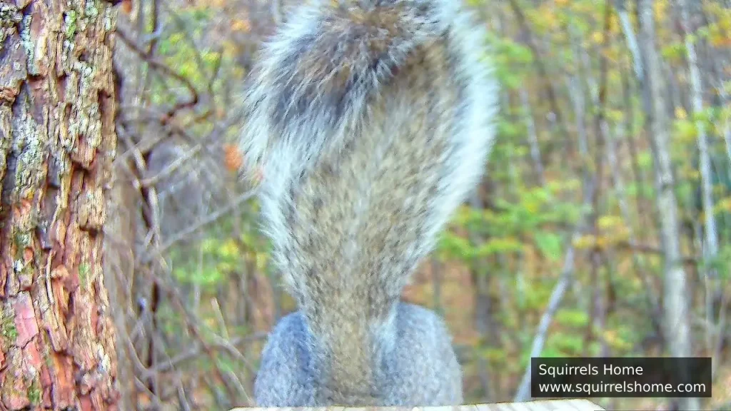 How Do Squirrels Use Tail Movements to Communicate?