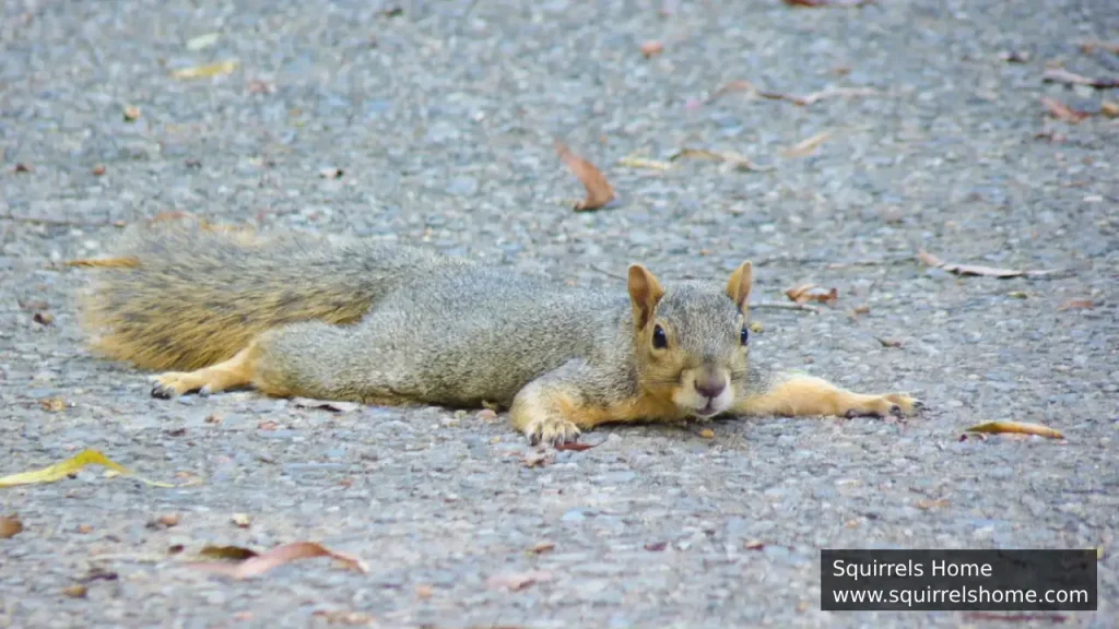 How Does Squirrel Fur Help in Hot Weather?