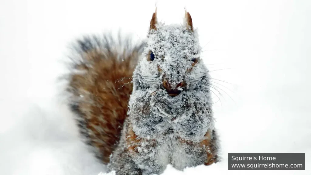 How Does Squirrel Fur Keep Them Warm in Winter?