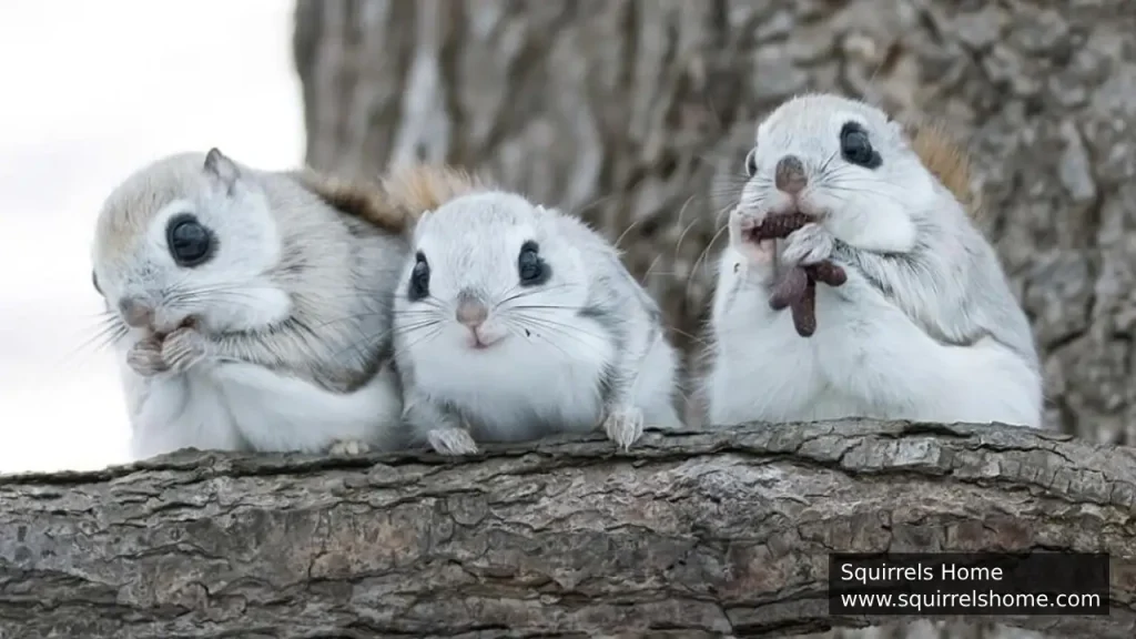 Japanese dwarf flying squirrels (Pteromys momonga)