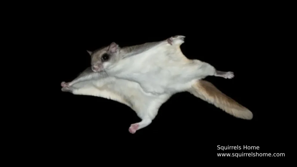 Squirrels Skin Membrane for Gliding
