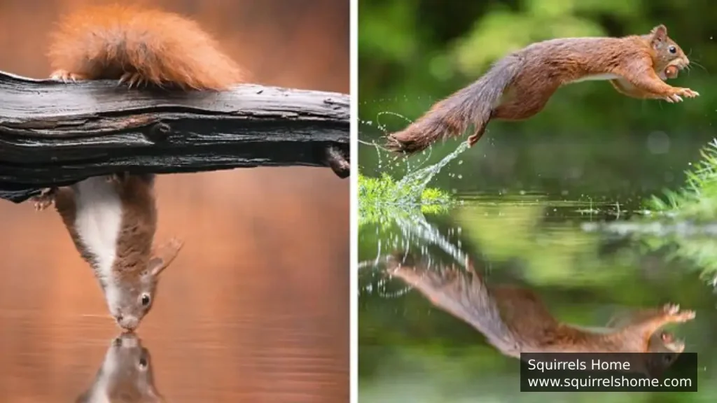 Tree Squirrels Flexible Ankles and Strong Limbs
