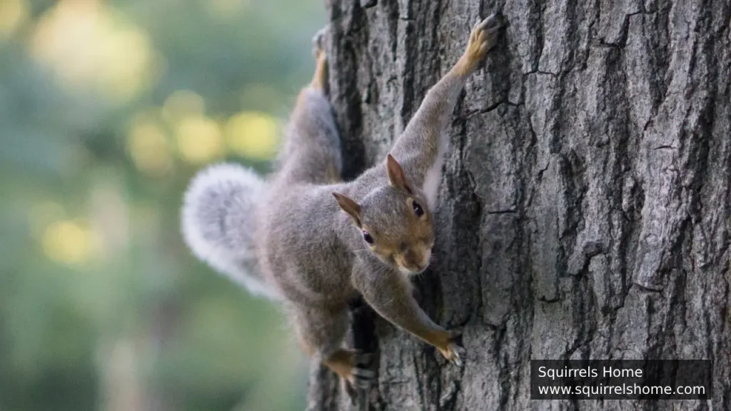 Tree Squirrels Sharp Claws for Climbing