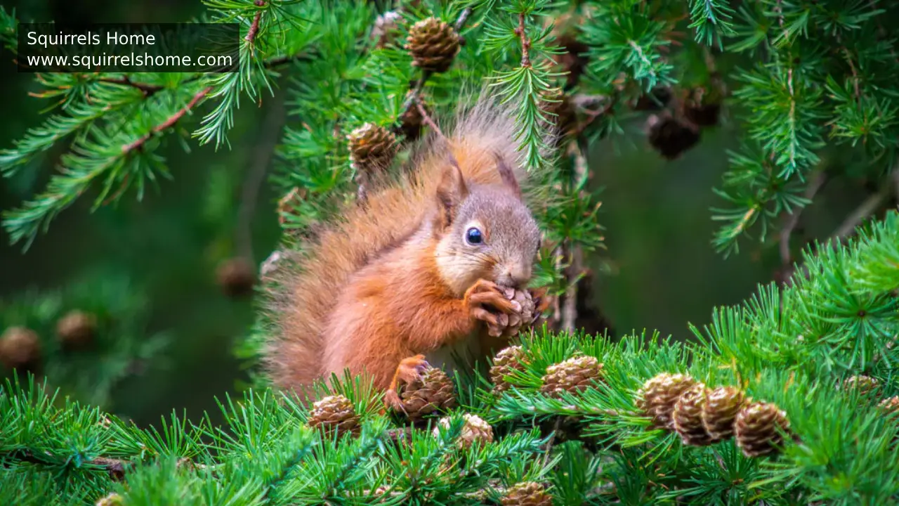 What Do Squirrels Eat on a Daily Basis?