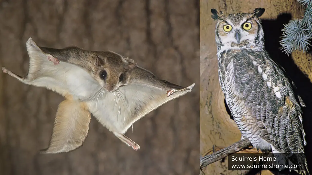 What Is the Relationship Between Flying Squirrels and Owls?