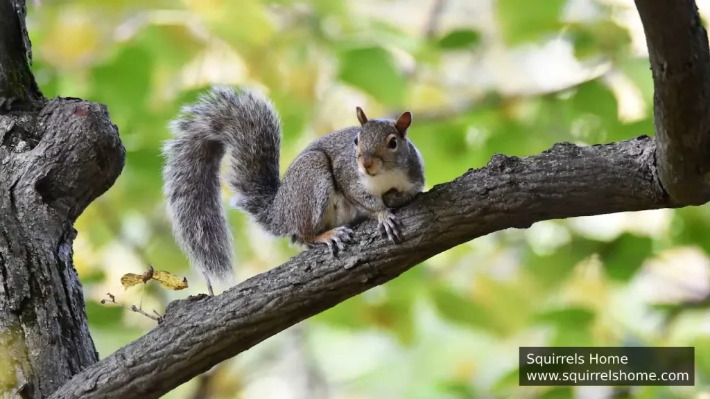 What Makes Tree Squirrels Unique Among Squirrel Species?