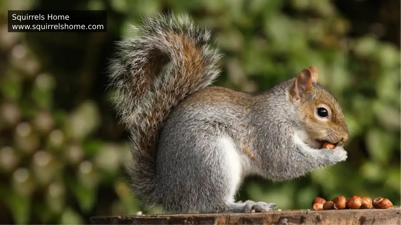 What Makes Up a Balanced Diet for Squirrels?