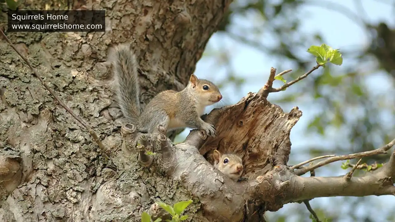 Where do squirrels naturally live?