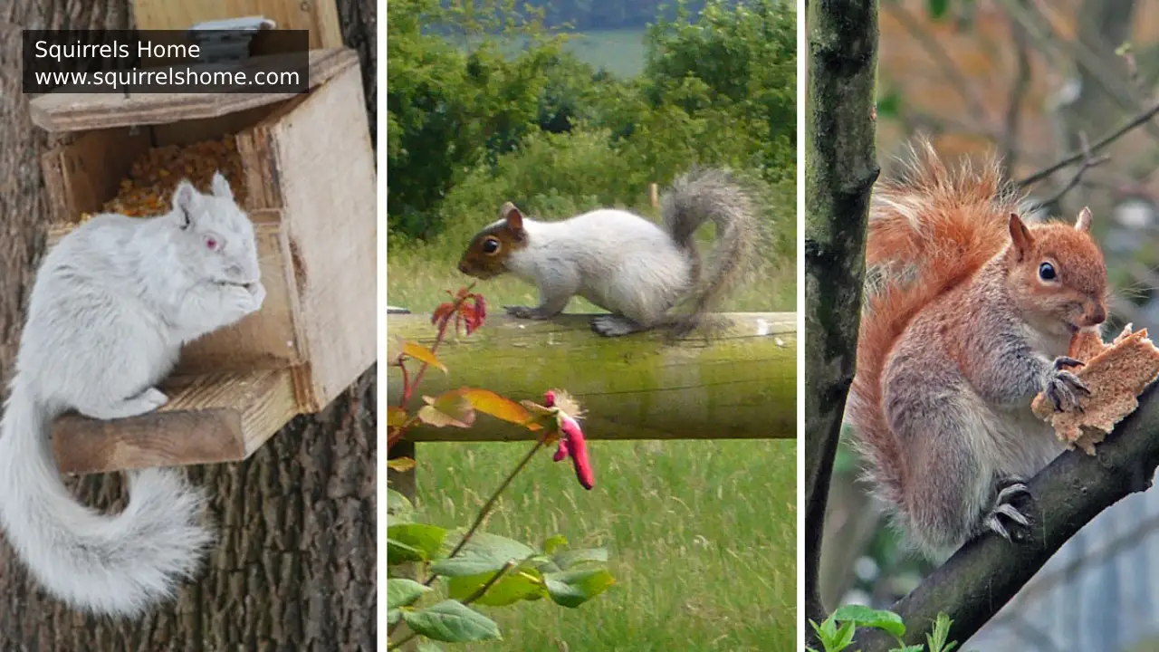 Why Do Some Squirrels Change Fur Colors with the Seasons?