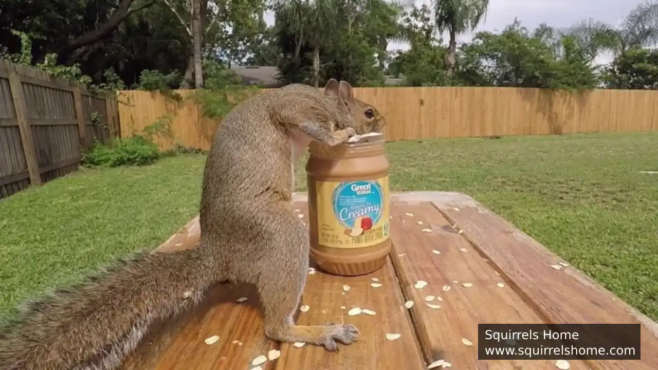 Are Squirrels Attracted to Peanut Butter?
