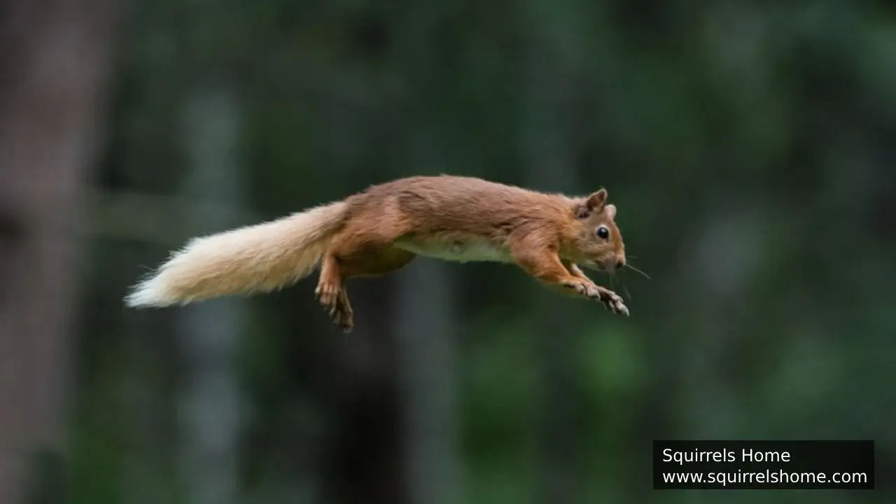 How Are Squirrels Built for Speed?