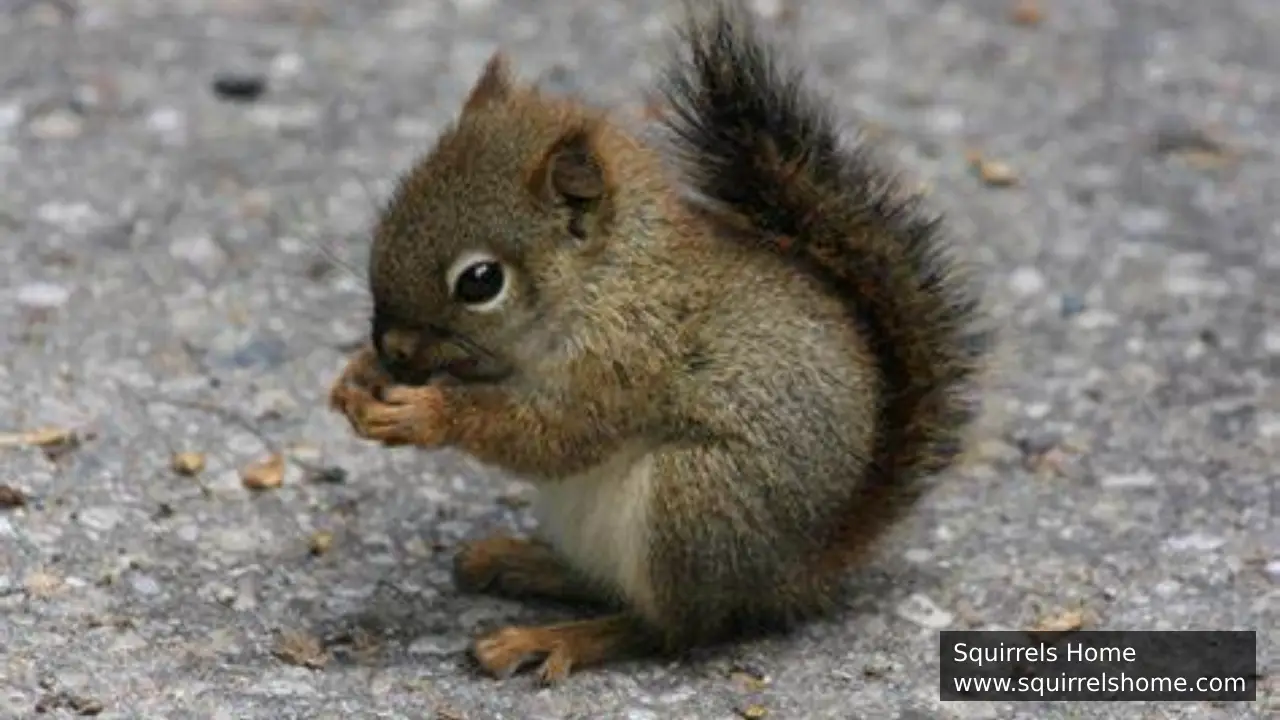How Do Baby Squirrels Learn What to Eat?