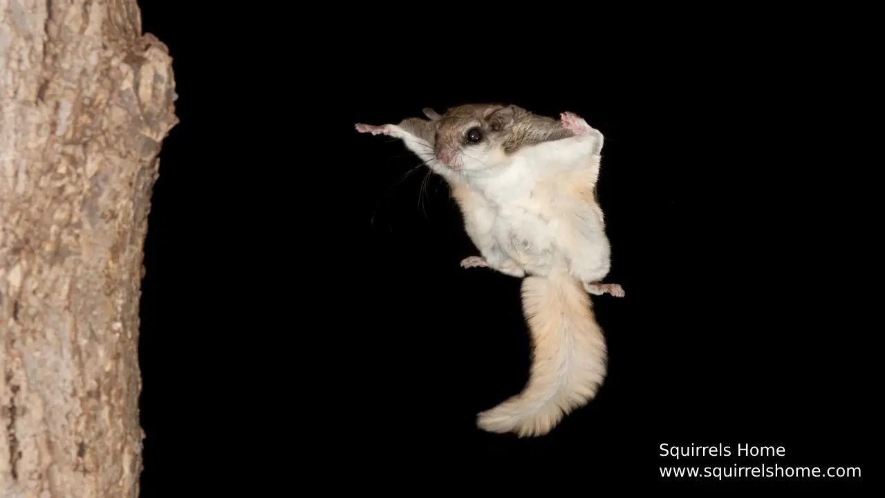 How Do Flying Squirrels’ Skin Flaps Help Them Glide?