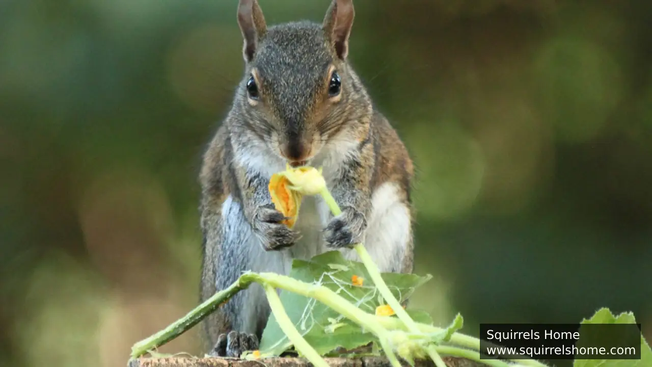 How Do Squirrels Decide What to Eat?