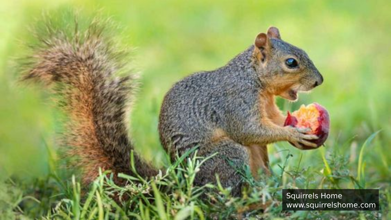 How Do Squirrels’ Eyes Aid in Spotting Food?