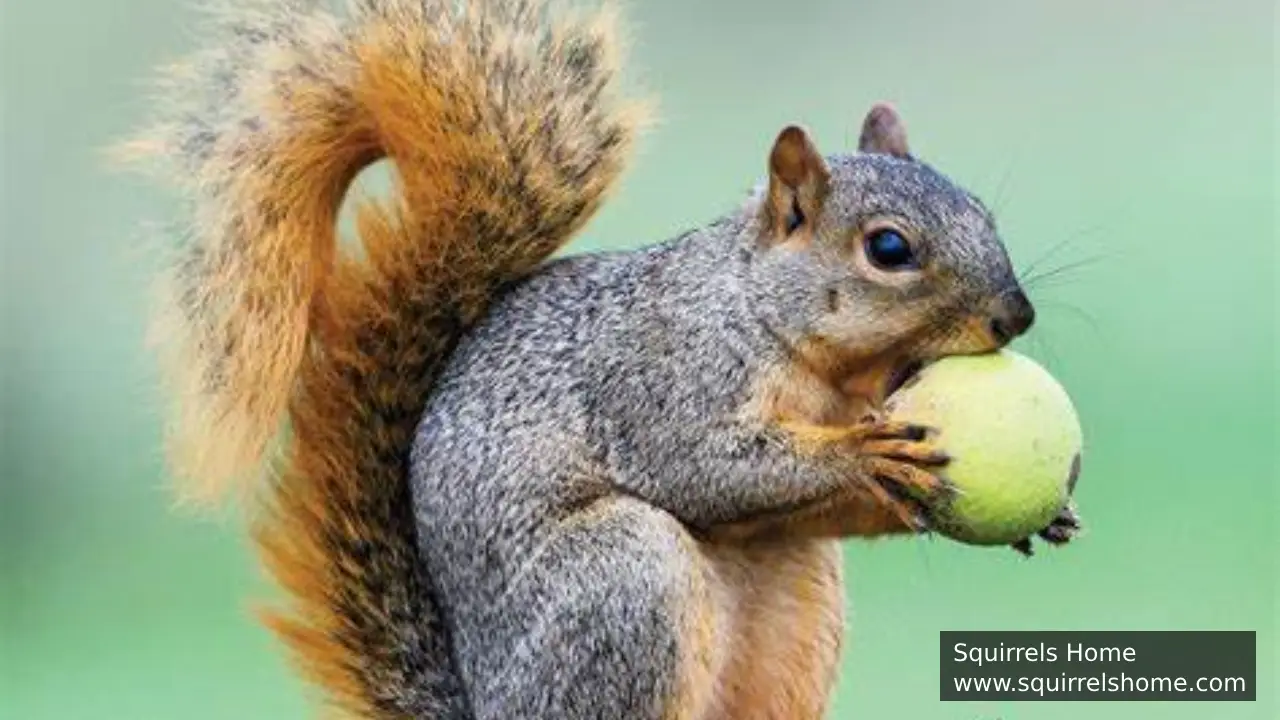 How Do Squirrels’ Feeding Habits Help Forests Grow?