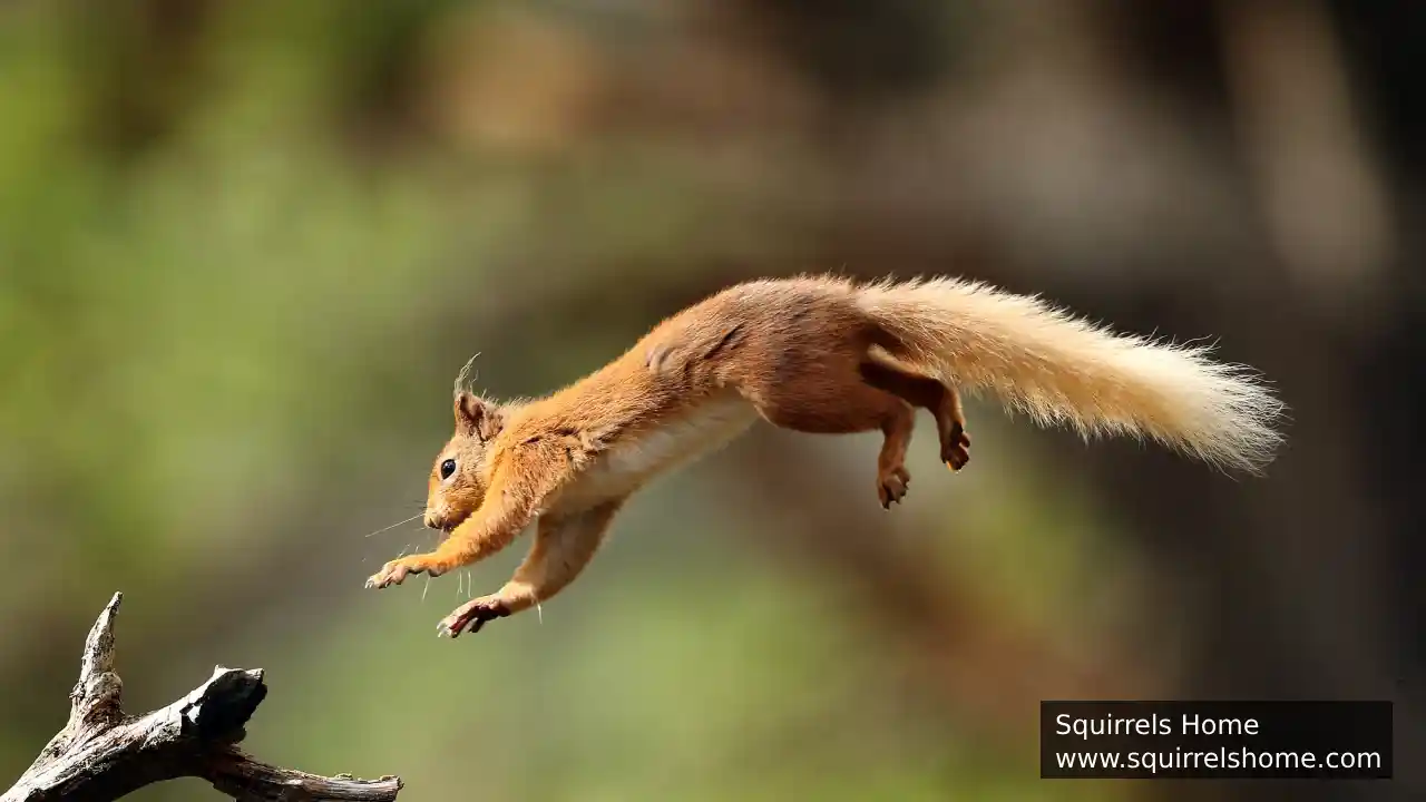 How Do Squirrels’ Legs Support Long Jumps?