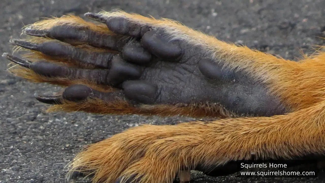 How Do Squirrels’ Nails Stay Sharp?