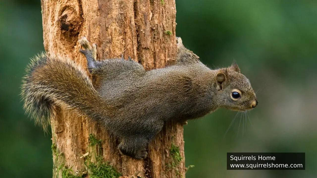 How Do Squirrels’ Paw Pads Help Them Grip?