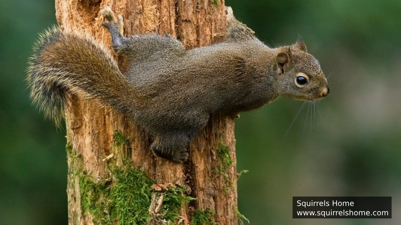How Do a Squirrel’s Feet Adapt to Different Surfaces?