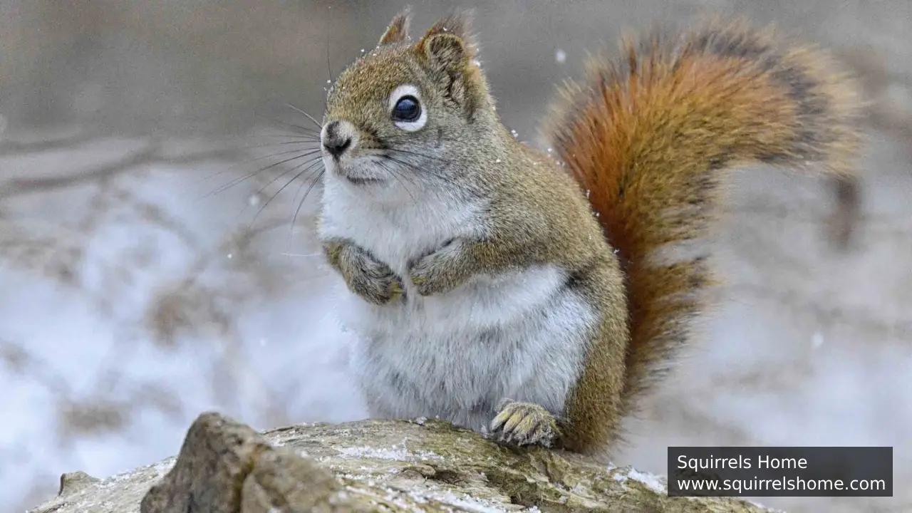 How Does Climate Change Affect Squirrel Feeding Habits?