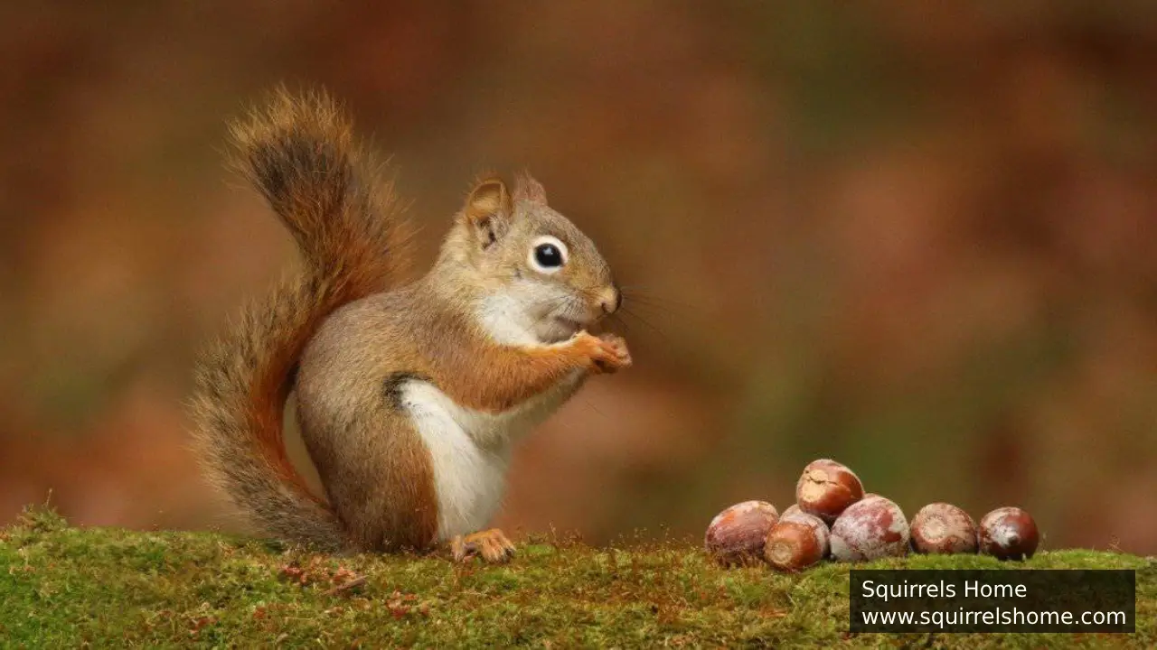 How Many Calories Does a Squirrel Need Each Day?