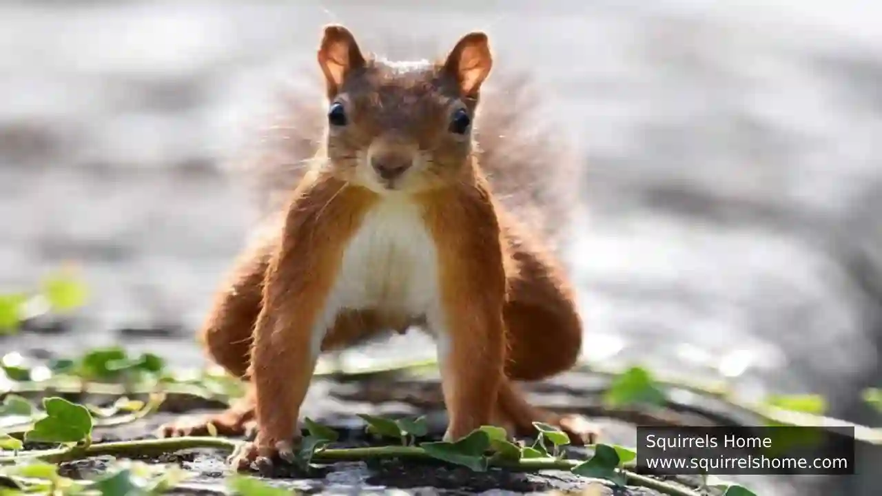 How Do Squirrels' Bones Help Them Survive Falls?