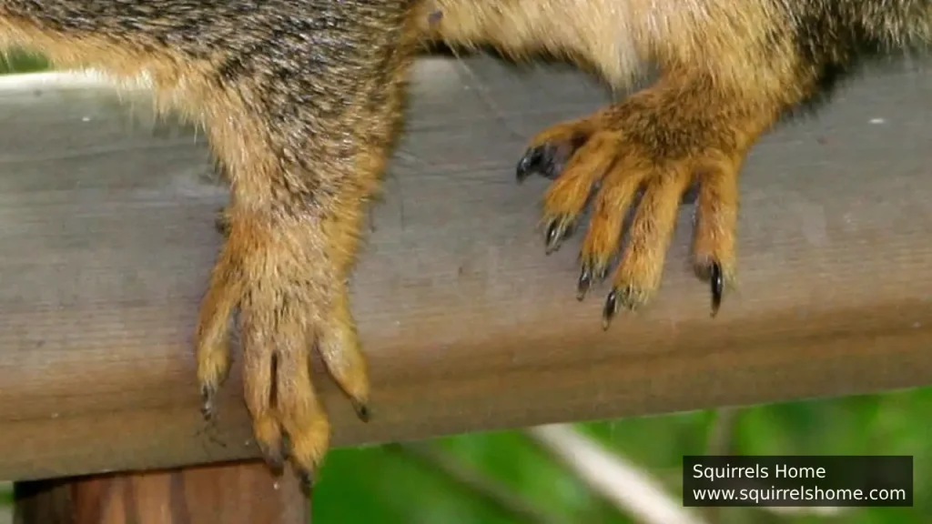 Squirrels Toes