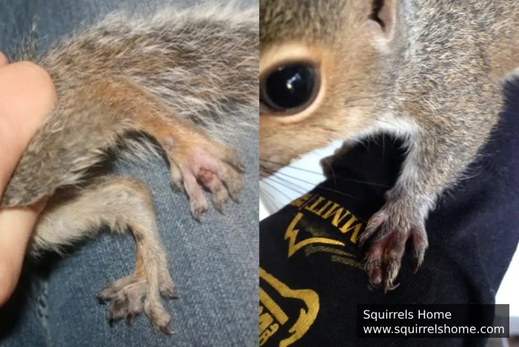 Squirrels Toes Injuries