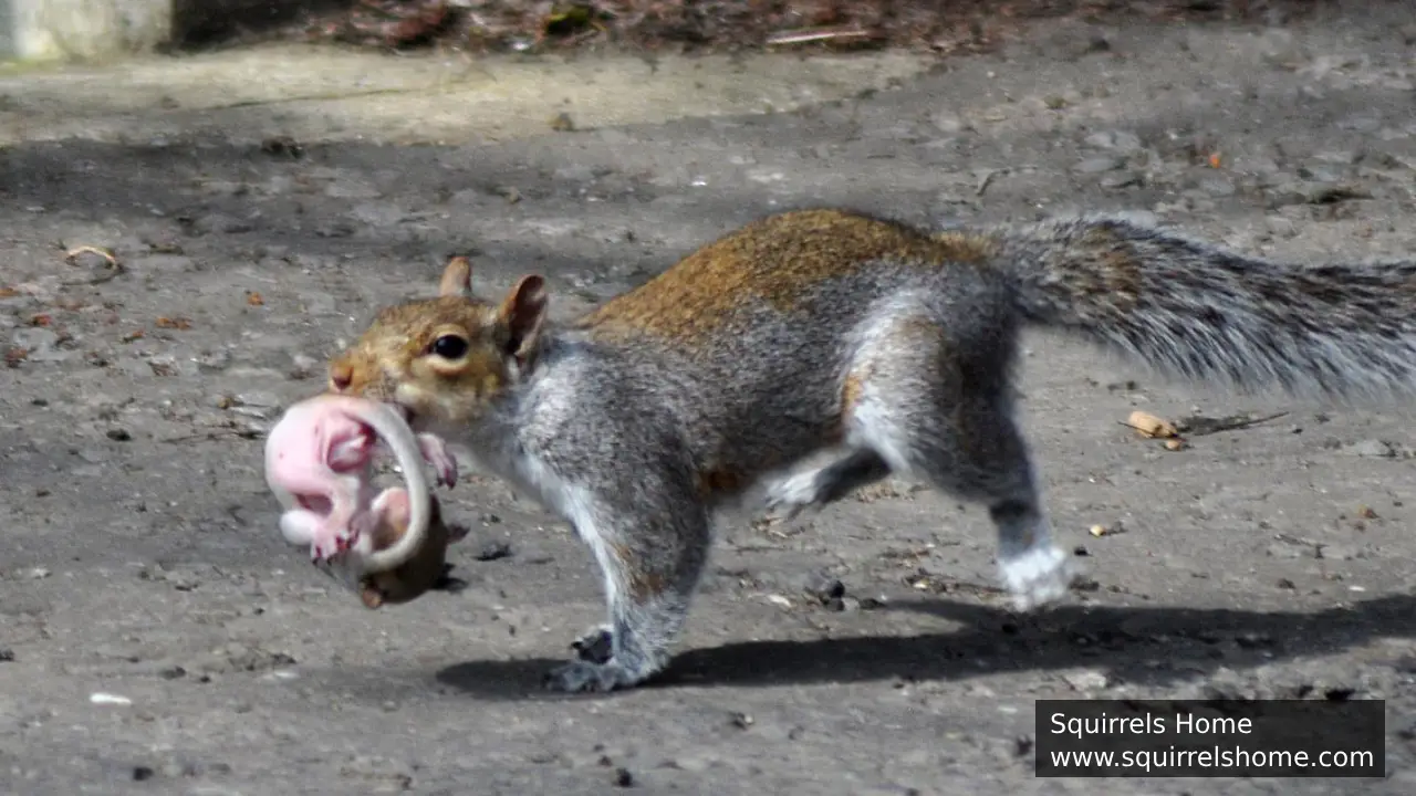 What Are the Signs of Age in a Squirrel’s Physical Appearance?