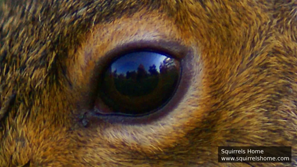 Are All Squirrels’ Eyes the Same?