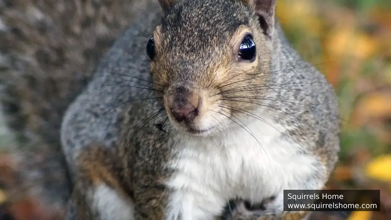 What Colors Can Squirrels Detect with Their Vision?