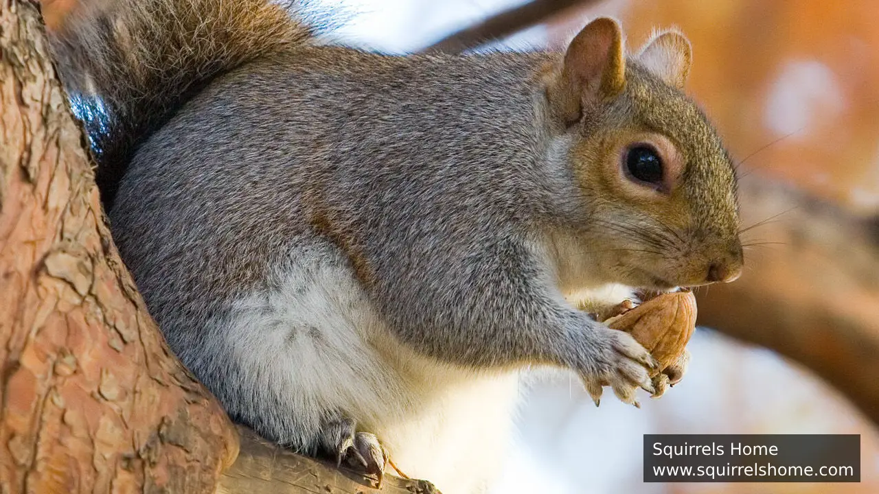 What Role Do Tree Squirrels Play in Forest Ecosystems?