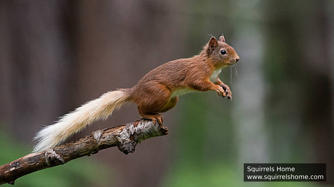 Why Are Squirrels’ Limbs So Flexible?