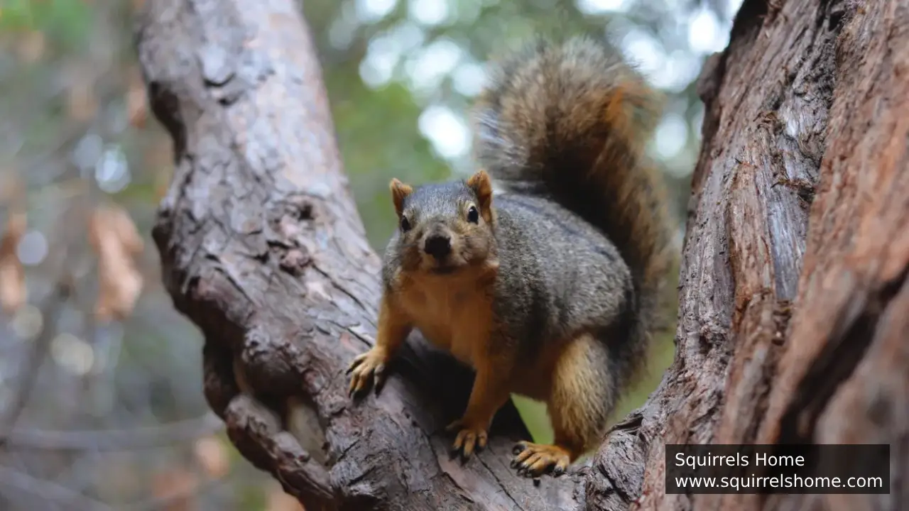 Why Are Squirrels So Agile in Trees?
