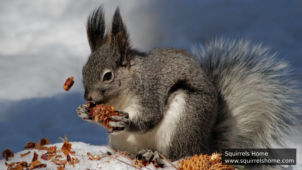Why Do Some Squirrels Have Tufted Ears?